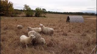 It's Sheep Mating Season