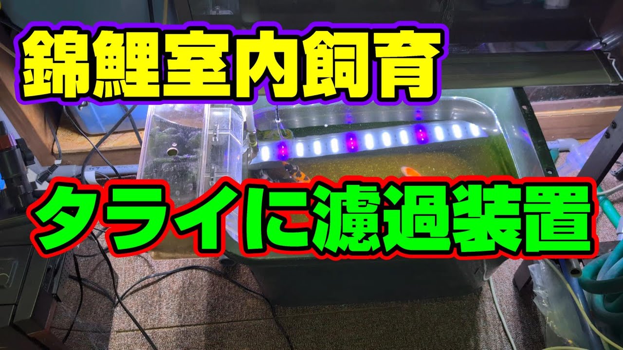 錦鯉 大型 水槽？ 生け簀？ 池？ 現在使用中 ろ過装置とSET丸ごと 