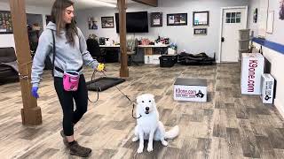 Willow ecollar conditioning and beginning to work on stay (Week 3) - K9one Dog Training