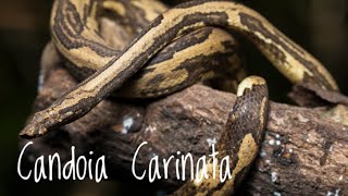 Species Spotlight Candoia Carinata