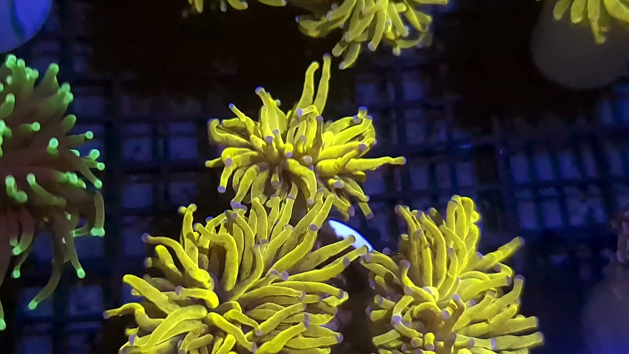 Banana torch coral