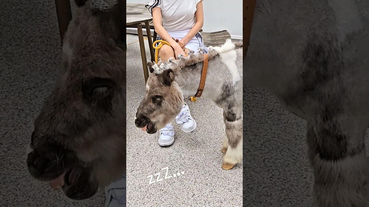 나 하나두 안졸령...zZZ....😪💤I'm not sleepy at all🥱🦄💤