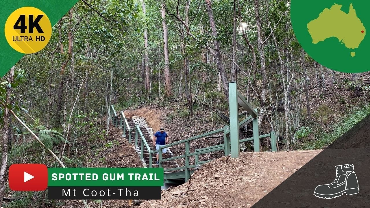 Solo hiking the SPOTTED GUM TRAIL in the Mt CootTha Forest, Brisbane Queensland YouTube Solo hiking the SPOTTED GUM TRAIL in the Mt CootTha Forest, Brisbane Queensland YouTube
