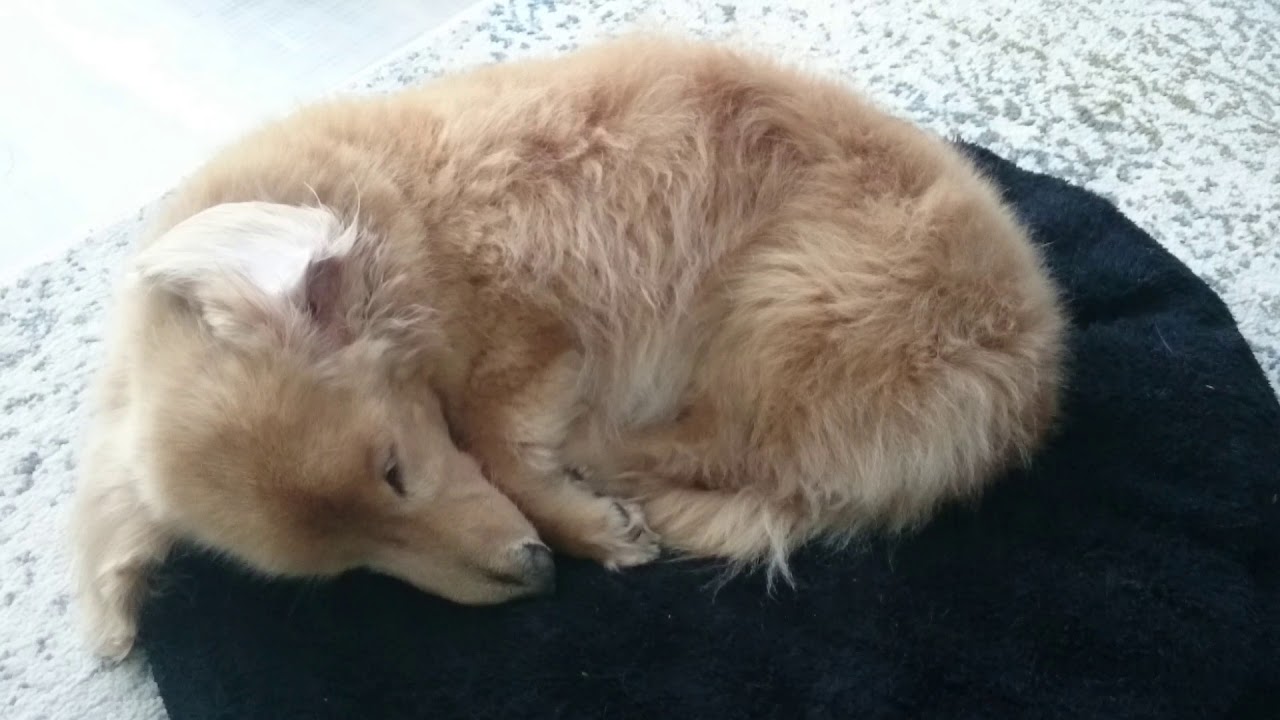 Dog abdominal breathing 2 YouTube