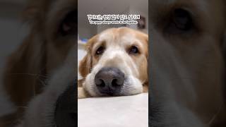 기다리라 했는데… 결국 몰래 따라온 골댕이🐶