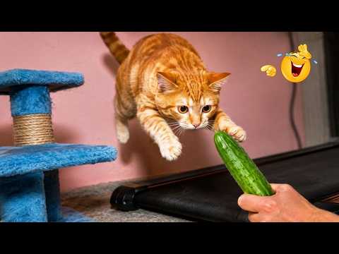You Won't Stop Laughing At These Silly Pets 😂🐾 - Best Funny Animal Compilation 🤣🔥