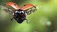 The Fascinating World of Insects ile ilgili video