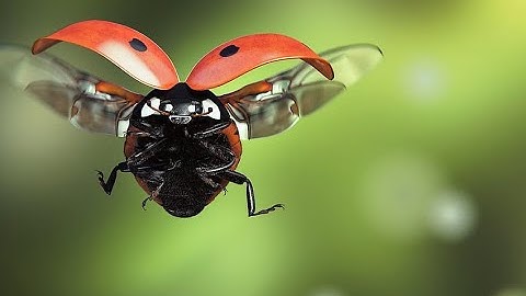 The Fascinating World of Insect Biology (3 Minutes Microlearning)