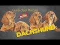 Dachshund ou Basset: tudo sobre a raça "SALSICHA"