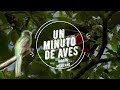 Un Minuto de Aves #167 Trogón Mexicano