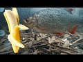 Реакция рыбы на БАНАН Подводная съемка Крупная краснопёрка