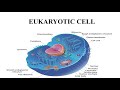 Basic structure of cell  cell structure  difference between prokaryotic and eukaryotic cell