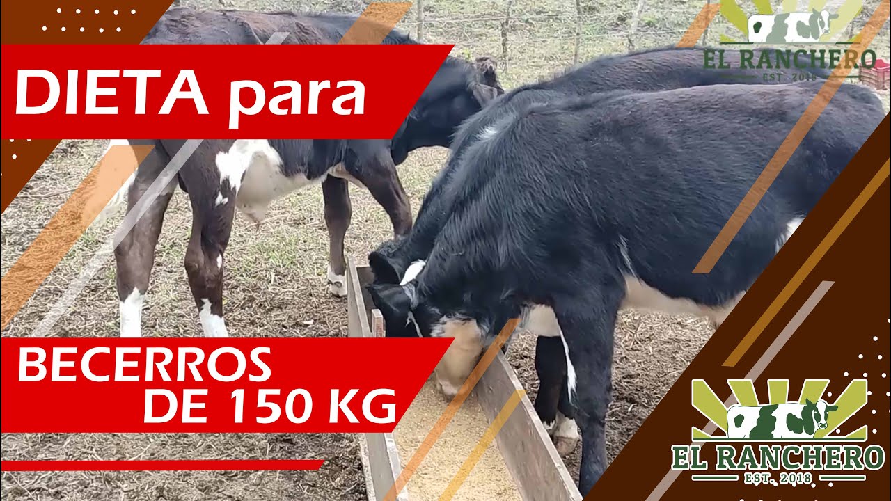DIETA para Becerros de 150 kg