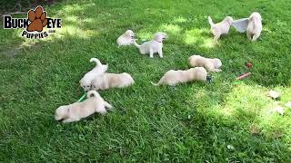 Cute Golden Retriever Puppies