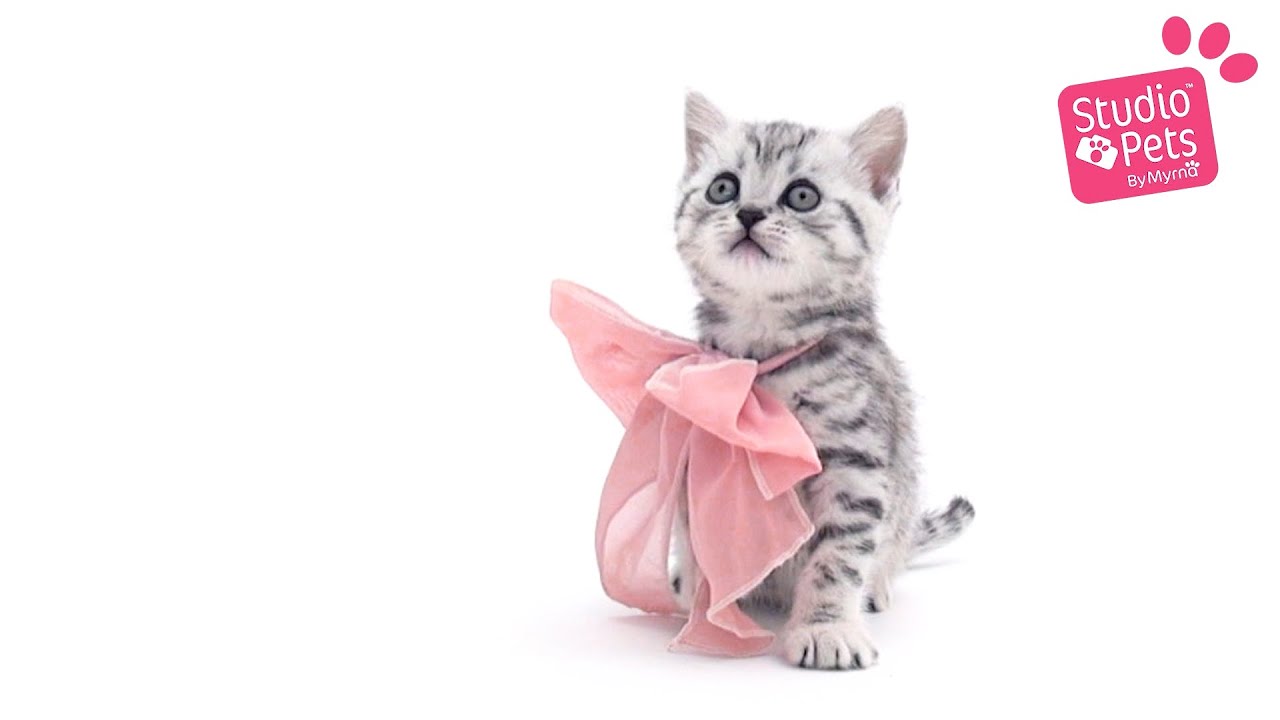 Studio Pets By Myrna - Bella