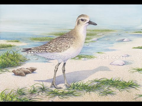 Winter Black-bellied Plover Transparent Watercolor