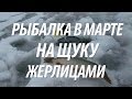 ЛОВЛЯ ЩУКИ РАННЕЙ ВЕСНОЙ НА ЖЕРЛИЦЫ. РЫБАЛКА НА ЩУКУ В МАРТЕ