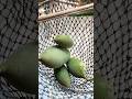 Quick Mango Picking Hack You Must See! #ytshorts #shorts #trending #viral #mango