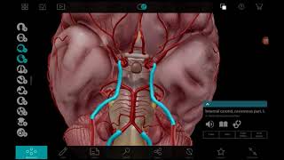 신경해부학 4-1 뇌혈관(3D), 해부학