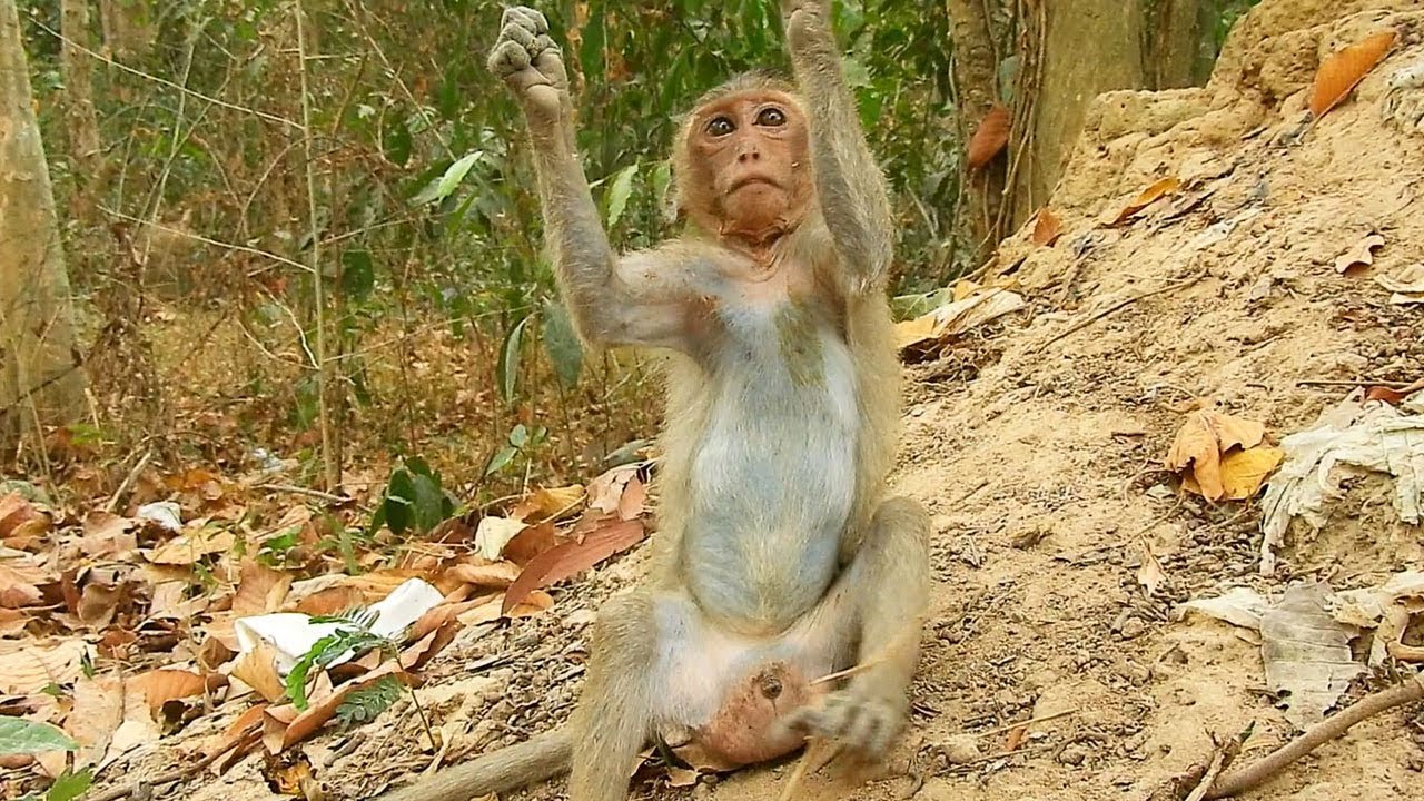 foundry A Little Poor Boy MOnkey Angry/He Feels Upset To Friends