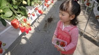 いちご狩り 2013 Strawberry Picking