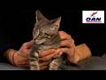 San Diego Humane Society, Shelters Mark June as National Adopt-a-Cat Month