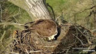 Gosling #3 working on hatching 4\/13\/2024 (Decorah Eagle cam powered by explore.org)