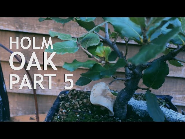 Holm Oak bonsai from seed. 5 - YouTube
