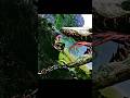 kong almost got defeated by the giant lizard