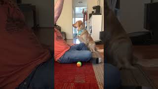 Hidden Ball Trick with Dog