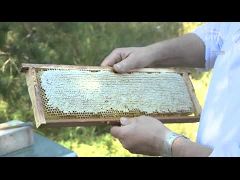 Video: Kur turėtų būti laikomas medus?