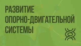 Развитие опорно-двигательной системы. Видеоурок по биологии 8 класс