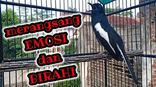 kacer gacor ampuh merangsang emosi dan birahi kacer bahan agar cepat gacor