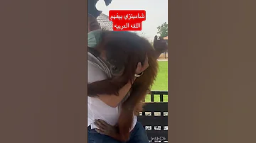 شامبنزي بيفهم اللغه العربيه سبحان الله Shorts 