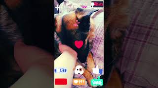 Download Lagu He’s are happy snuggle buddy🐶💞💕#hesocute😍#subscribeifyoulovepuppies🙂👍#sharewithyourfriends🙂👍 MP3