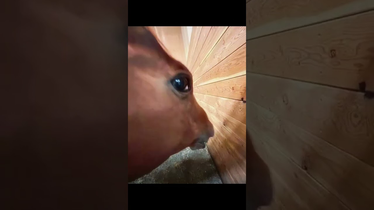 Неудача или нуб? 