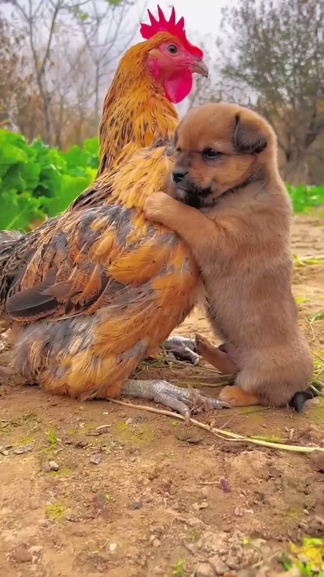 #cute #puppy ??