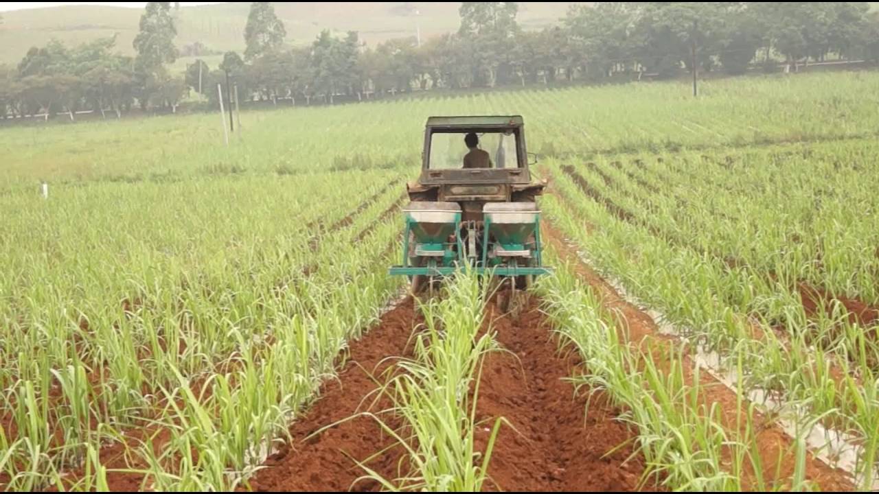 Sugarcane Fertilizer Chart