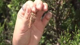 Controlling Bagworms