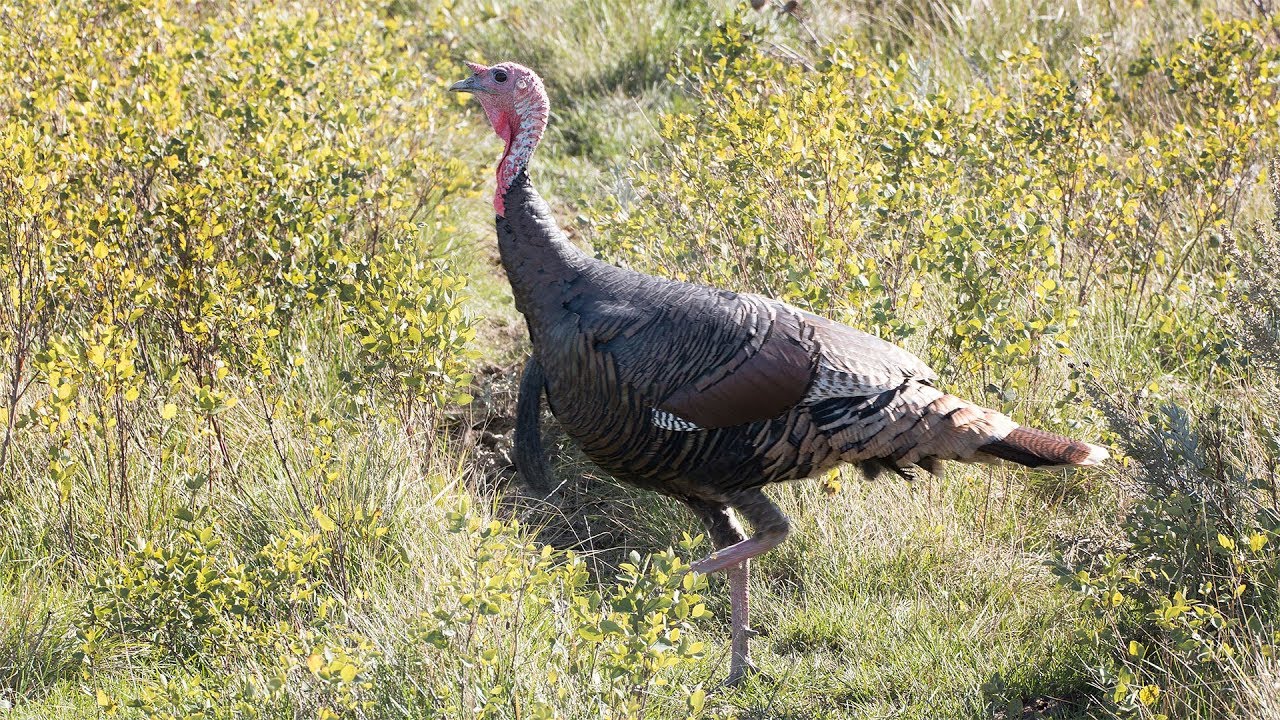 Spring Turkey Season Preview 2018 - NDGNF - YouTube