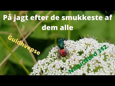 Video: Myggfeller: Exterminator Agn Og Enheten Til Andre Enheter, Valg Av Mygganordning For Naturen Og Hjemme, Anmeldelser