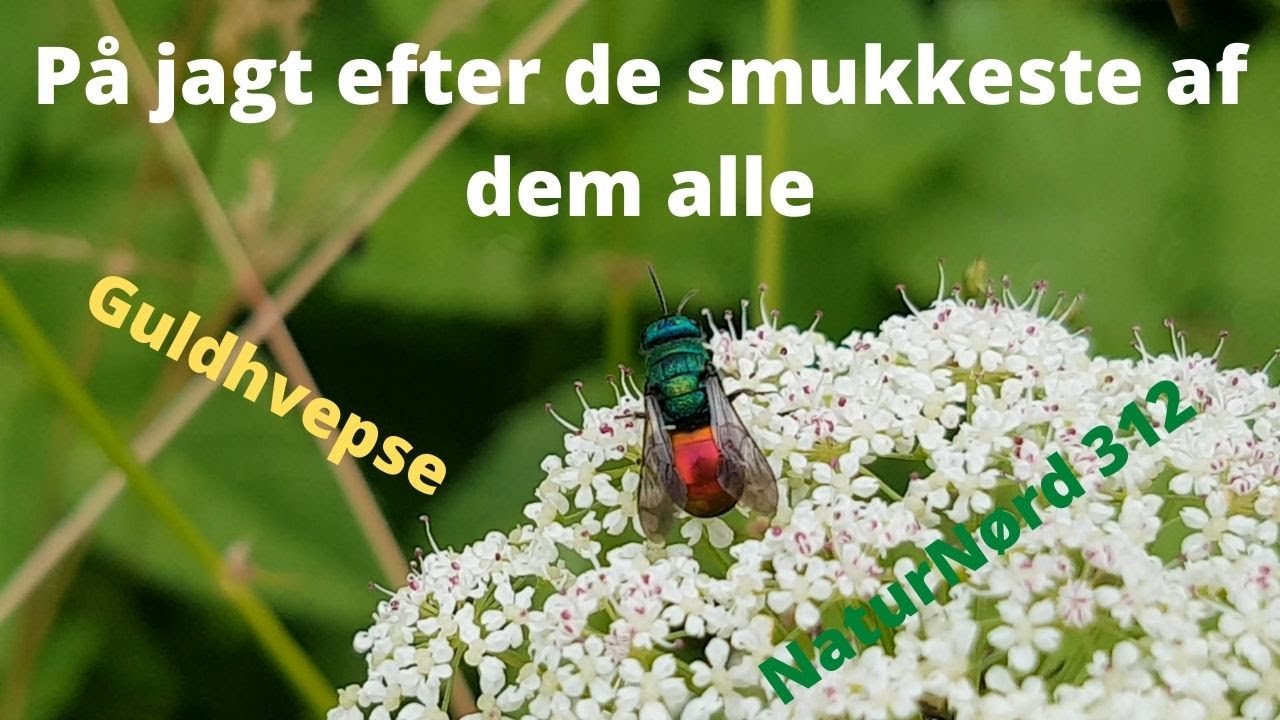 NaturNørd 312. Guldhvepse og andre Krible Krable dyr