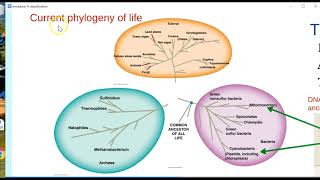 Evolution Prezi #5: Classification