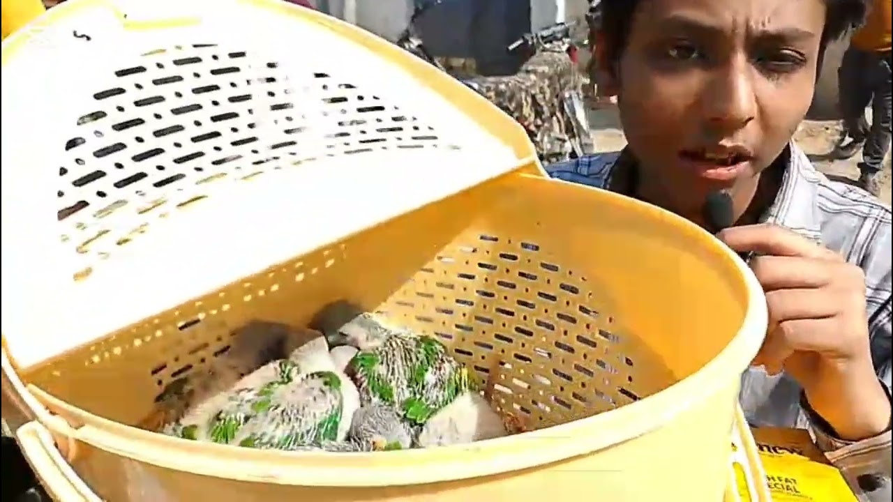 Lalukhet Sunday Bird Market Visit | Kashmiri & Grey Parrot Prices (Feb 1, 2026)