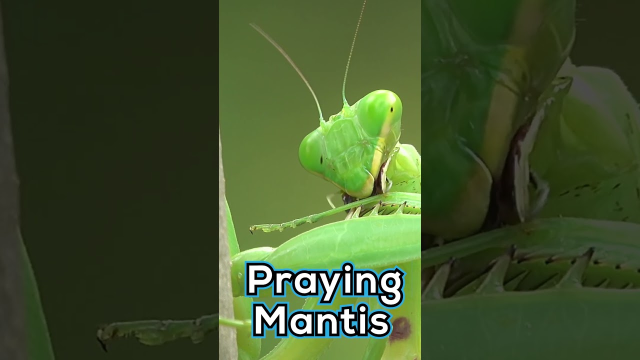 Изучайте и пишите: Жуки, насекомые и паукообразные | Богомол | Изучайте и пишите: Животные | Изуч...