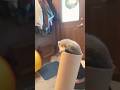 Honey the rocket #ferret #cute #pets  #shorts