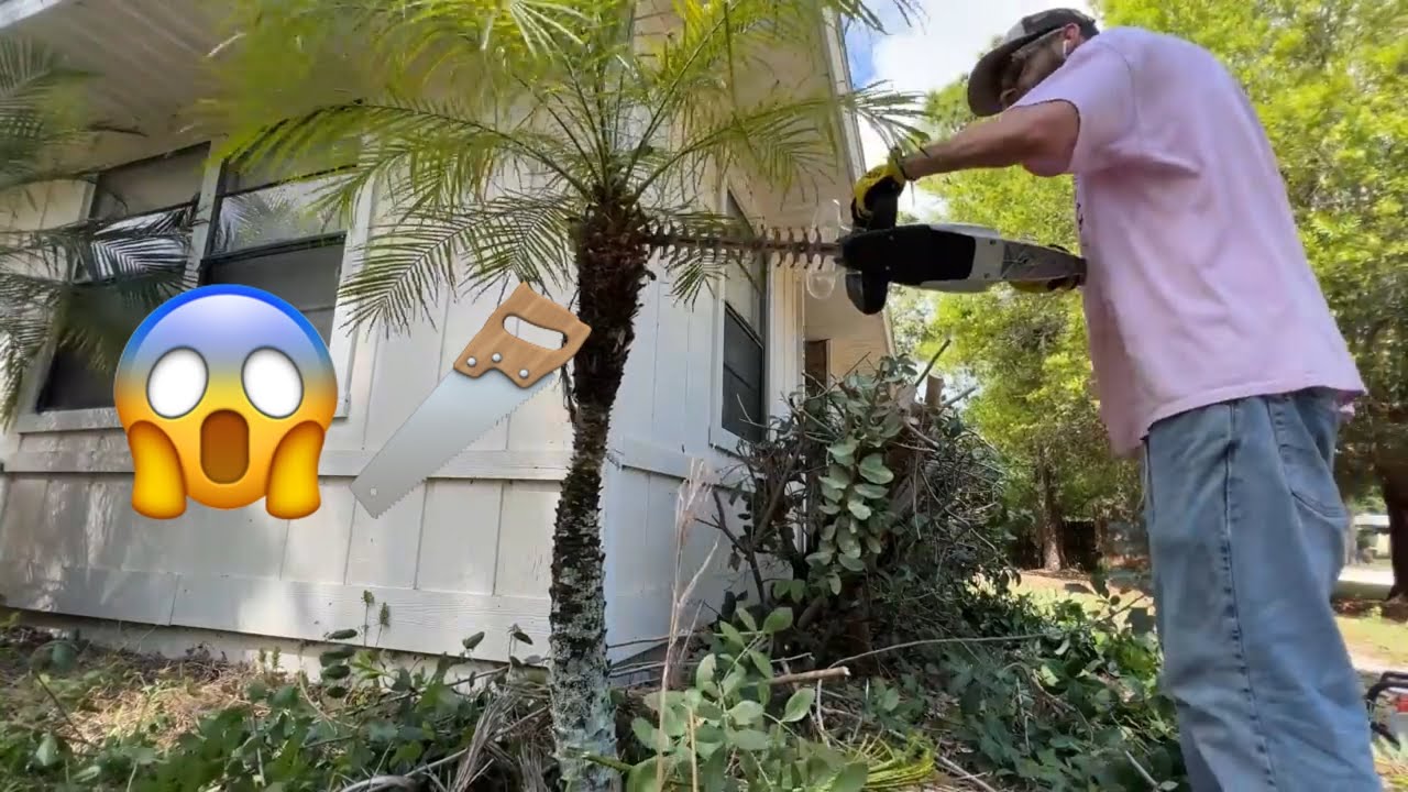 تنظيف منزل من الاشجار مجانا Free house cleaning