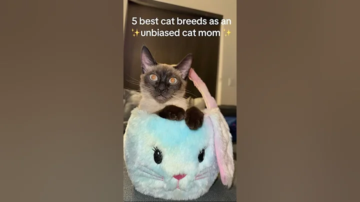 Video 10763601: catlover siamese cute, best cat breeds