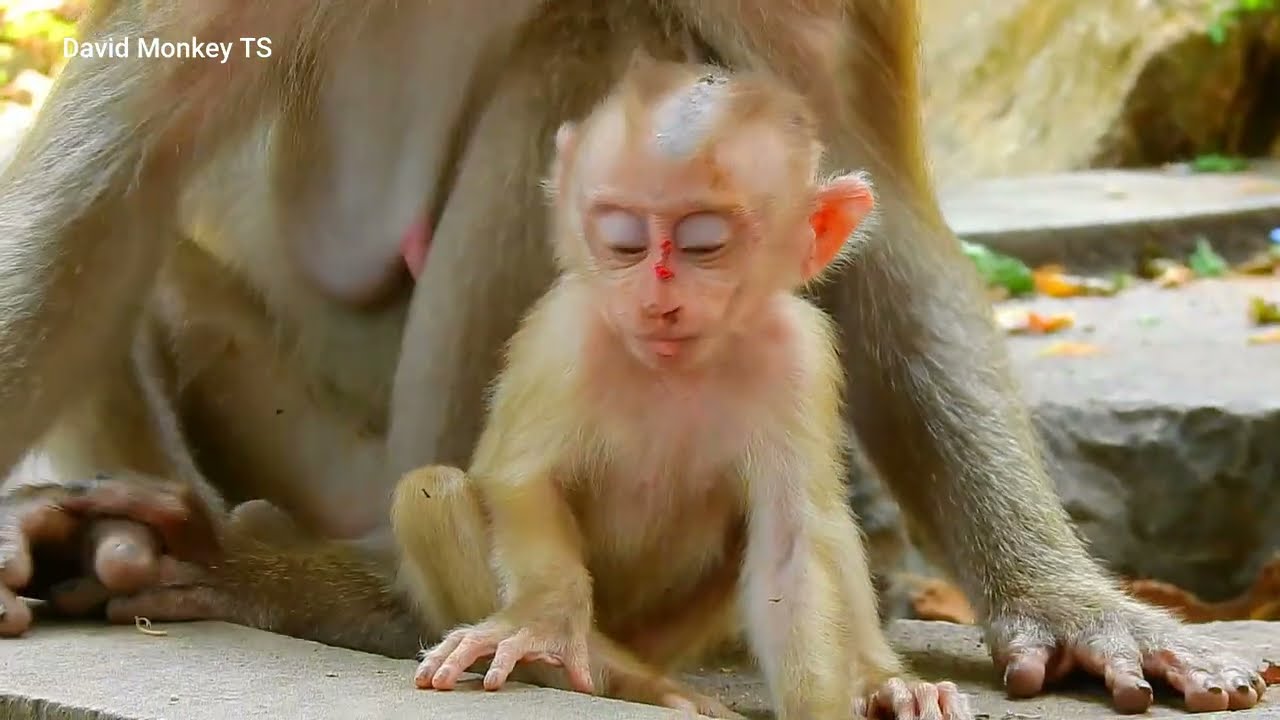 Every day monkey video #24