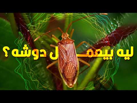 ليه الصراصير بتعمل أصوات كتير في وقت الليل
